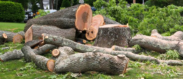 Large Tree Removal in San Rafael