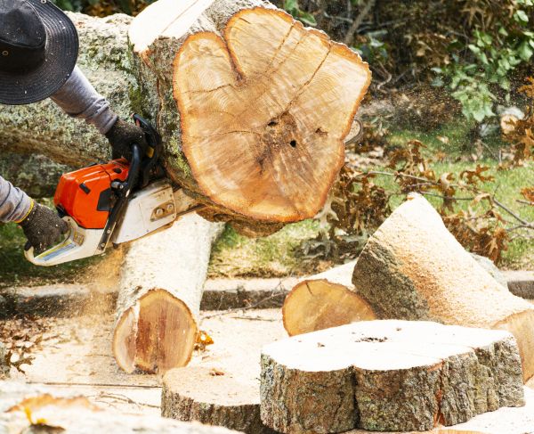 Tree Removal Service in San Rafael